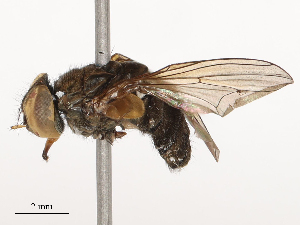  ( - CBG-B22369-A10)  @11 [ ] CreativeCommons - Attribution Share - Alike (2025) CBG Photography Group Centre for Biodiversity Genomics