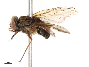  ( - CBG-B22371-F06)  @11 [ ] CreativeCommons - Attribution Share - Alike (2025) CBG Photography Group Centre for Biodiversity Genomics