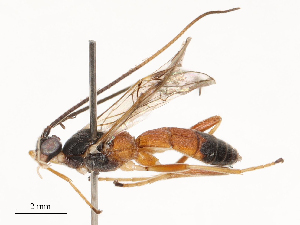  ( - CBG-B22372-B10)  @11 [ ] CreativeCommons - Attribution Share - Alike (2025) CBG Photography Group Centre for Biodiversity Genomics