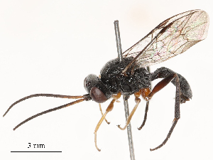  (Rothneyia - CBG-B22381-D04)  @11 [ ] CreativeCommons - Attribution Share - Alike (2025) CBG Photography Group Centre for Biodiversity Genomics