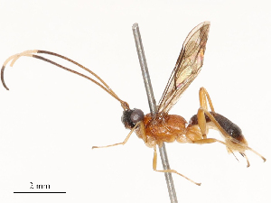  (Aleiodes coronopus - CBG-B22381-F10)  @11 [ ] CreativeCommons - Attribution Share - Alike (2025) CBG Photography Group Centre for Biodiversity Genomics