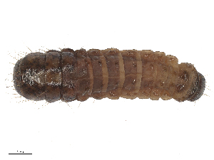  ( - CBG-B22381-H11)  @11 [ ] CreativeCommons - Attribution Share - Alike (2025) CBG Photography Group Centre for Biodiversity Genomics