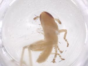  ( - CBG-B22453-G12)  @11 [ ] CreativeCommons - Attribution Share - Alike (2025) Centre for Biodiversity Genomics Centre for Biodiversity Genomics