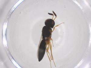  ( - CBG-B22481-G09)  @11 [ ] CreativeCommons - Attribution Share - Alike (2025) Centre for Biodiversity Genomics Centre for Biodiversity Genomics