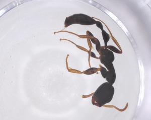  ( - CBG-B22600-G02)  @11 [ ] CreativeCommons - Attribution Share - Alike (2025) Centre for Biodiversity Genomics Centre for Biodiversity Genomics