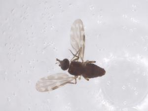  ( - CBG-B23508-F04)  @11 [ ] CreativeCommons - Attribution Share - Alike (2025) Centre for Biodiversity Genomics Centre for Biodiversity Genomics