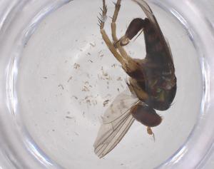  ( - CBG-B23555-E10)  @11 [ ] CreativeCommons - Attribution Share - Alike (2025) Centre for Biodiversity Genomics Centre for Biodiversity Genomics