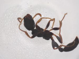  ( - CBG-B23805-C02)  @11 [ ] CreativeCommons - Attribution Share - Alike (2025) Centre for Biodiversity Genomics Centre for Biodiversity Genomics