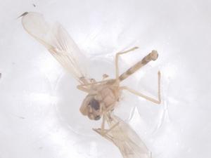  ( - CBG-B23806-B04)  @11 [ ] CreativeCommons - Attribution Share - Alike (2025) Centre for Biodiversity Genomics Centre for Biodiversity Genomics