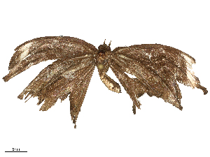  ( - CBG-B23815-C05)  @11 [ ] CreativeCommons - Attribution Share - Alike (2025) CBG Photography Group Centre for Biodiversity Genomics