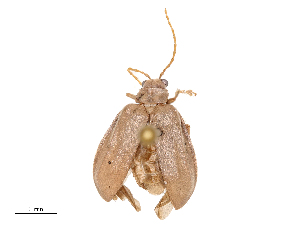  (Menippus - CBG-B23815-D09)  @11 [ ] CreativeCommons - Attribution Share - Alike (2025) CBG Photography Group Centre for Biodiversity Genomics