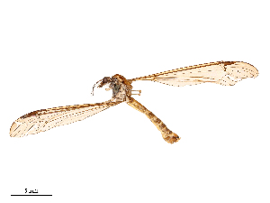  ( - CBG-B23815-H09)  @11 [ ] CreativeCommons - Attribution Share - Alike (2025) CBG Photography Group Centre for Biodiversity Genomics