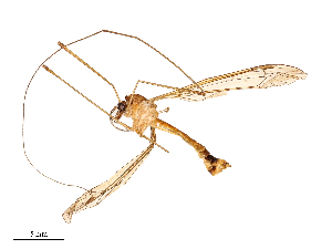  ( - CBG-B23815-H11)  @11 [ ] CreativeCommons - Attribution Share - Alike (2025) CBG Photography Group Centre for Biodiversity Genomics