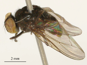  ( - CBG-B23816-B05)  @11 [ ] CreativeCommons - Attribution Share - Alike (2025) CBG Photography Group Centre for Biodiversity Genomics