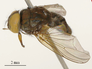  ( - CBG-B23816-C01)  @11 [ ] CreativeCommons - Attribution Share - Alike (2025) CBG Photography Group Centre for Biodiversity Genomics