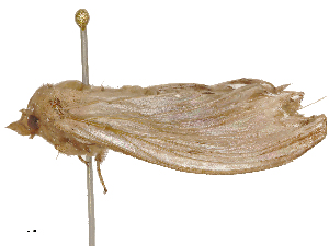  ( - CBG-B23816-F01)  @11 [ ] CreativeCommons - Attribution Share - Alike (2025) CBG Photography Group Centre for Biodiversity Genomics