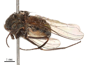  ( - CBG-B23817-B08)  @11 [ ] CreativeCommons - Attribution Share - Alike (2025) CBG Photography Group Centre for Biodiversity Genomics