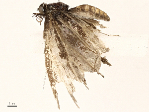  ( - BIOUG95319-C10)  @11 [ ] CreativeCommons - Attribution (2023) CBG Photography Group Centre for Biodiversity Genomics