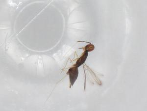  ( - BIOUG97840-C05)  @11 [ ] CreativeCommons - Attribution (2023) Centre for Biodiversity Genomics Centre for Biodiversity Genomics