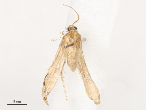  ( - CBG-B00398-A12)  @11 [ ] CreativeCommons - Attribution Share - Alike (2025) CBG Photography Group Centre for Biodiversity Genomics