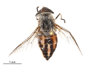  ( - CBG-B00402-F04)  @11 [ ] CreativeCommons - Attribution Share - Alike (2025) CBG Photography Group Centre for Biodiversity Genomics