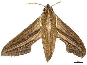  ( - CBG-B00402-G06)  @11 [ ] CreativeCommons - Attribution Share - Alike (2025) CBG Photography Group Centre for Biodiversity Genomics