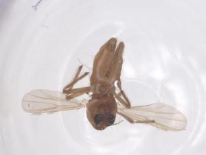  ( - CBG-B00431-H03)  @11 [ ] CreativeCommons - Attribution Share - Alike (2025) Centre for Biodiversity Genomics Centre for Biodiversity Genomics