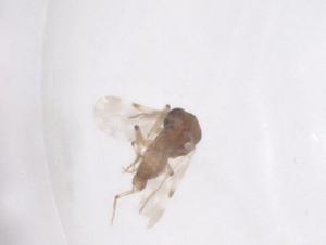  ( - CBG-B01090-H02)  @11 [ ] CreativeCommons - Attribution Share - Alike (2025) Centre for Biodiversity Genomics Centre for Biodiversity Genomics