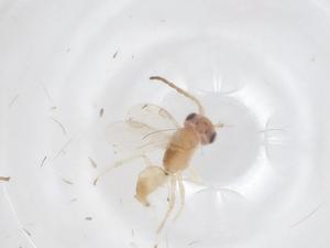  (Aphelopus nivealis - CBG-B01094-D07)  @11 [ ] CreativeCommons - Attribution Share - Alike (2025) Centre for Biodiversity Genomics Centre for Biodiversity Genomics