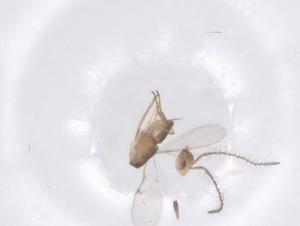  ( - CBG-B04887-D05)  @11 [ ] CreativeCommons - Attribution Share - Alike (2025) Centre for Biodiversity Genomics Centre for Biodiversity Genomics