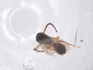  ( - CBG-B05148-A06)  @11 [ ] CreativeCommons - Attribution Share - Alike (2025) Centre for Biodiversity Genomics Centre for Biodiversity Genomics