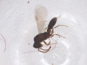  ( - CBG-B05152-G02)  @11 [ ] CreativeCommons - Attribution Share - Alike (2025) Centre for Biodiversity Genomics Centre for Biodiversity Genomics