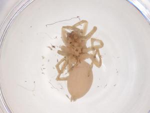  ( - CBG-B15326-H04)  @11 [ ] CreativeCommons - Attribution Share - Alike (2025) Centre for Biodiversity Genomics Centre for Biodiversity Genomics