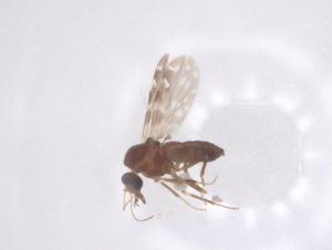  ( - CBG-B15350-F07)  @11 [ ] CreativeCommons - Attribution Share - Alike (2025) Centre for Biodiversity Genomics Centre for Biodiversity Genomics