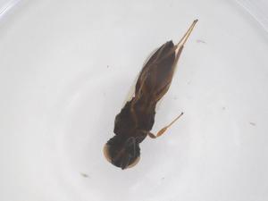  (Oxyscelio nubbin - CBG-B15641-A07)  @11 [ ] CreativeCommons - Attribution Share - Alike (2025) Centre for Biodiversity Genomics Centre for Biodiversity Genomics