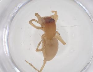  ( - CBG-B15680-E06)  @11 [ ] CreativeCommons - Attribution Share - Alike (2025) Centre for Biodiversity Genomics Centre for Biodiversity Genomics