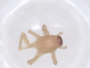  ( - CBG-B15787-D05)  @11 [ ] CreativeCommons - Attribution Share - Alike (2025) Centre for Biodiversity Genomics Centre for Biodiversity Genomics