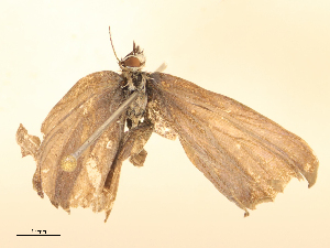  ( - CBG-B21854-E05)  @11 [ ] CreativeCommons - Attribution Share - Alike (2025) CBG Photography Group Centre for Biodiversity Genomics