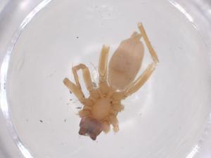  ( - CBG-B21914-F11)  @11 [ ] CreativeCommons - Attribution Share - Alike (2025) Centre for Biodiversity Genomics Centre for Biodiversity Genomics