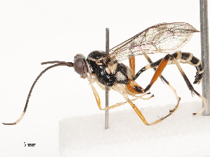  ( - CBG-B21965-C06)  @11 [ ] CreativeCommons - Attribution Share - Alike (2025) CBG Photography Group Centre for Biodiversity Genomics