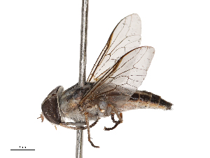  ( - CBG-B21984-A04)  @11 [ ] CreativeCommons - Attribution Share - Alike (2025) CBG Photography Group Centre for Biodiversity Genomics