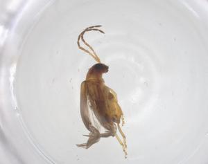  ( - CBG-B22351-B12)  @11 [ ] CreativeCommons - Attribution Share - Alike (2025) Centre for Biodiversity Genomics Centre for Biodiversity Genomics