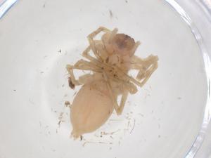  ( - CBG-B22351-F11)  @11 [ ] CreativeCommons - Attribution Share - Alike (2025) Centre for Biodiversity Genomics Centre for Biodiversity Genomics