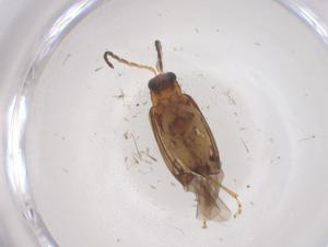  ( - CBG-B22352-G03)  @11 [ ] CreativeCommons - Attribution Share - Alike (2025) Centre for Biodiversity Genomics Centre for Biodiversity Genomics