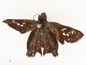  (Halpe porus - CBG-B22362-E01)  @11 [ ] CreativeCommons - Attribution Share - Alike (2025) CBG Photography Group Centre for Biodiversity Genomics