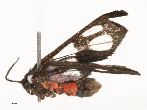  ( - CBG-B22362-E03)  @11 [ ] CreativeCommons - Attribution Share - Alike (2025) CBG Photography Group Centre for Biodiversity Genomics