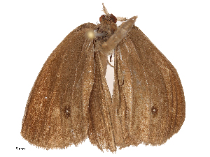  ( - CBG-B22370-H02)  @11 [ ] CreativeCommons - Attribution Share - Alike (2025) CBG Photography Group Centre for Biodiversity Genomics