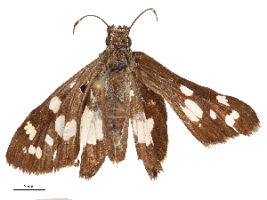  ( - CBG-B22372-D06)  @11 [ ] CreativeCommons - Attribution Share - Alike (2025) CBG Photography Group Centre for Biodiversity Genomics