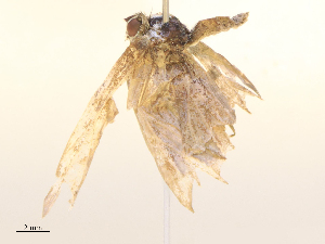  ( - CBG-B22384-B03)  @11 [ ] CreativeCommons - Attribution Share - Alike (2025) CBG Photography Group Centre for Biodiversity Genomics