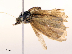  ( - CBG-B22384-C01)  @11 [ ] CreativeCommons - Attribution Share - Alike (2025) CBG Photography Group Centre for Biodiversity Genomics